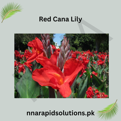 Red Canna/Cana Lily Bold Tropical Beauty for Your Garden