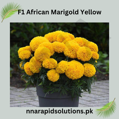 F1 African Marigold Yellow Seeds in Pakistan Hybrid Winter Flower Seeds for Gardens