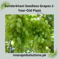Sunderkhani Seedless Grapes 1-Year-Old Plant Grafted Seedless Vine for Gardens