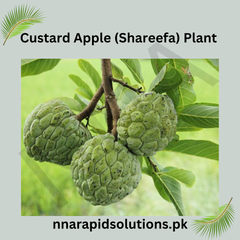 Custard Apple (Shareefa) Plant Sweet & Nutritious Fruit Tree