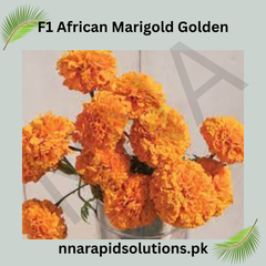 F1 African Marigold Orange Seeds in Pakistan Hybrid Flower Seeds for Pots & Borders