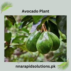 Avocado Plant (1 Ft) Start Growing Natures Creamiest Super fruit
