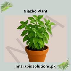 Niazbo Plant Fragrant, Medicinal & Traditionally Loved