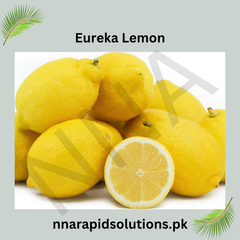 Eureka Lemon Plant in Pakistan High Yield, Juicy Lemons All Year