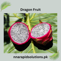 Dragon Fruit Plant in Pakistan Fast-Growing, Fruit-Bearing Cactus for Home Gardens