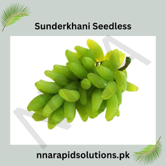 Sunderkhani Seedless Grapes 2-Year-Old Plant Grafted Seedless Vine for Gardens