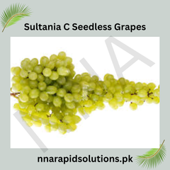 Sultania C Seedless Grapes 2-Year Grafted Plant for Home Gardens