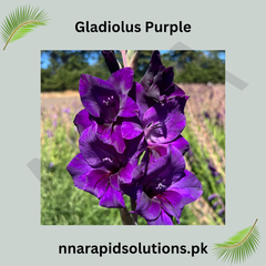 Gladiolus Purple Bulb Royal Spikes of Elegant Blooms