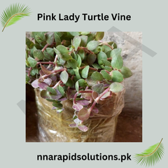 Turtle Vine Pink Stunning Ornamental Hanging Plant