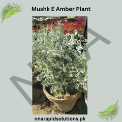 Mushk-e-Amber Plant Rare Fragrant & Spiritual Plant