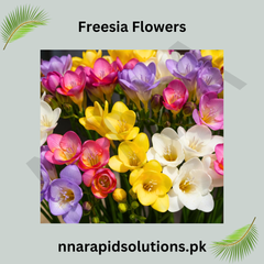 Freesia Flowering Bulbs Fragrant & Colorful Garden Blooms