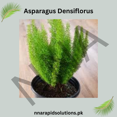 Asparagus Densiflorus Seeds – Lush Indoor & Outdoor Fern