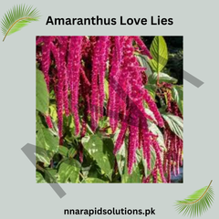 Amaranthus Love Lies Seeds – Vibrant Ornamental Foliage