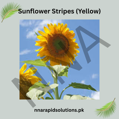 Sunflower Stripes (Yellow) Seeds – Unique Striped Dwarf Sunflower