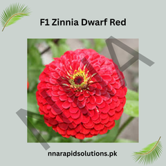 F1 Zinnia Dwarf Red Seeds – Compact Summer Flower