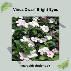 Vinca Dwarf Bright Eyes Seeds – Heat Resistant Summer Flower