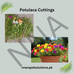Portulaca Cuttings Mix Colour – Moss Rose Flower Plants