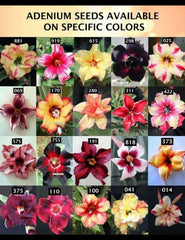 Buy Imported Indian Adenium Obesum Seeds (20 Pack) in Pakistan  Desert Rose Flowering Plant