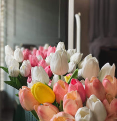 Imported Tulip-Red (1 Bulb)