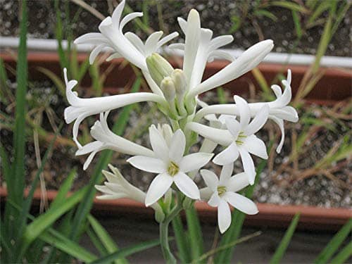 Single Petal Tube Rose (1 bulb)