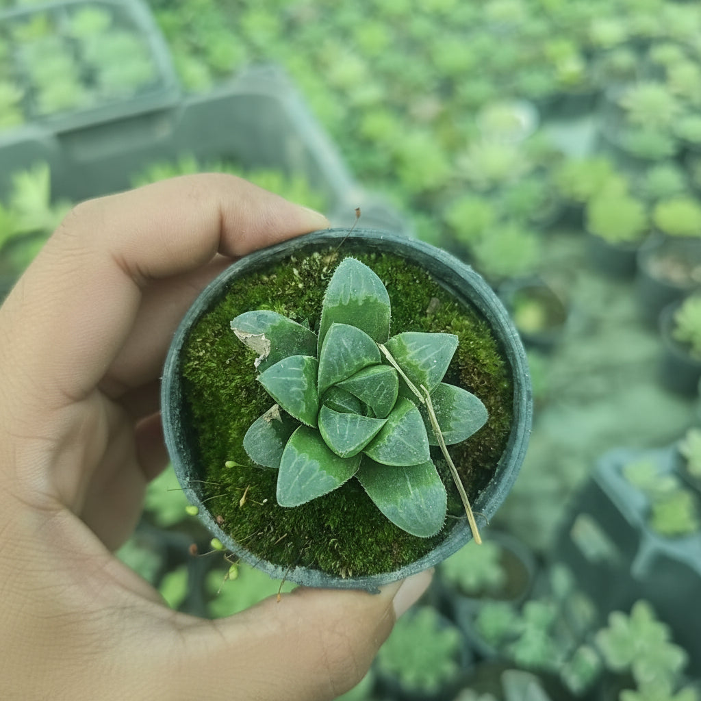 Haworthia Succulent – Indoor Decorative Low-Maintenance Plant