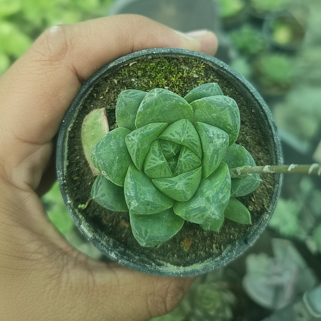 Haworthia Succulent – Indoor Decorative Low-Maintenance Plant