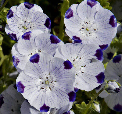 Five Spot (Nemophila) Seeds – Charming Annual Summer Flower