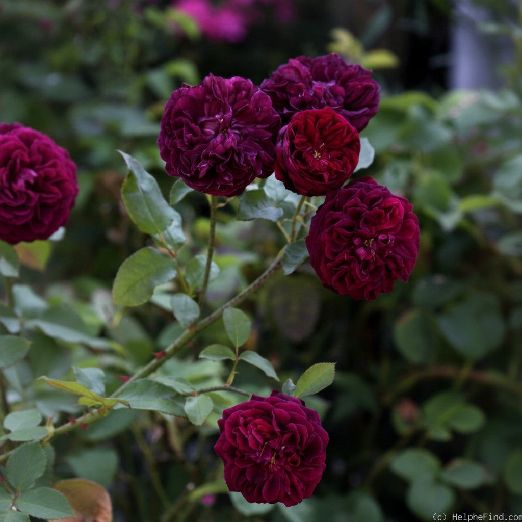 Black Prince David Austin Rose – Deep Velvet Premium Rose