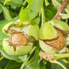 Akhrot (Walnut)  Fruit Plant (1 Year Old)