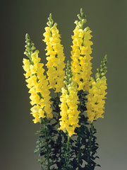 Antirrhinum Yellow Flower Seeds | Snapdragon Winter Blooms