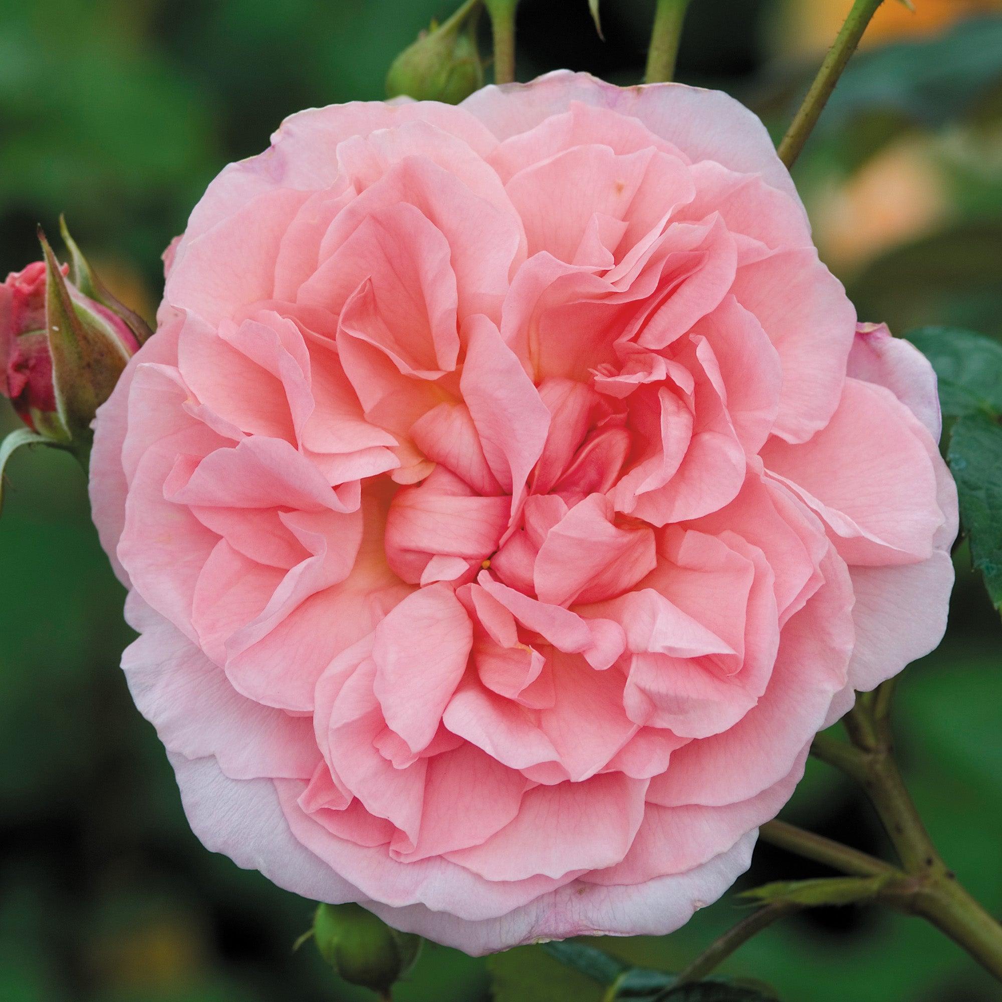 English Rose Strawberry Hill – Fragrant Climbing David Austin Rose