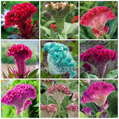Celosia Cristata Flower Seeds  Mix Color | Cockscomb Seeds for Summer Gardening