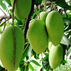 Dhusseri Mango Plant  1.5 Years Old