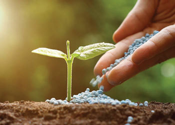 Calcium Nitrate Fertilizer (500 gm) | Strengthen Roots & Prevent Deficiencies