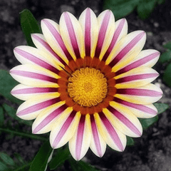 Petunia Yellow Flower Seeds  Winter Flowering Annual