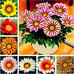 Petunia Yellow Flower Seeds  Winter Flowering Annual