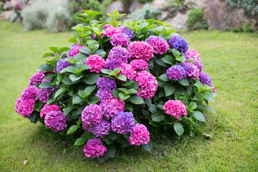Hydrangea Plant  Elegant Flowering Shrub with Colorful Blooms