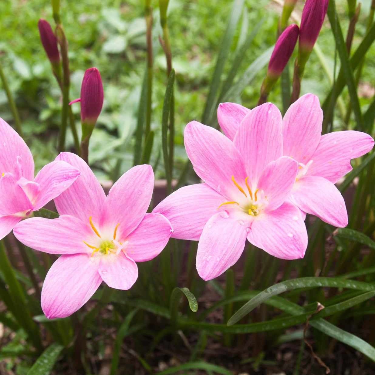 Rain Lily Hybrid Misty – Soft Pastel Elegant Bulb