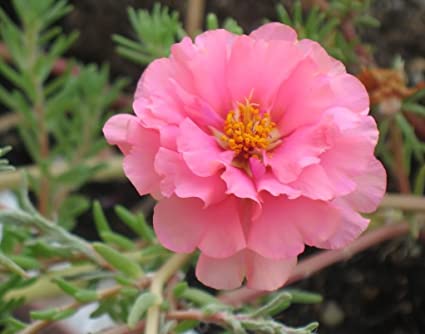 Portulaca Pink Flower Seeds  Din ka Raja Pink Blooms for Summer