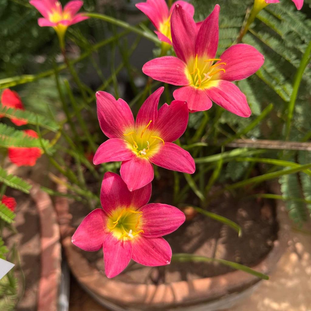 Rain Lily Hybrid Red Candy – Bright Red Premium Bulb