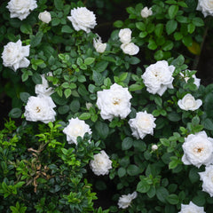 White Smile Rose – Pure White Elegant Rose Plant
