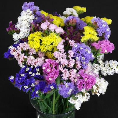 Statice Flower Seeds  Mixed Colour Blooms for Dry & Fresh Floral Use