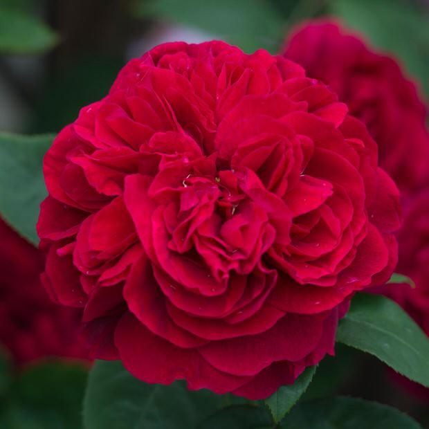 David Austin Deep Rose – Fragrant English Rose Plant