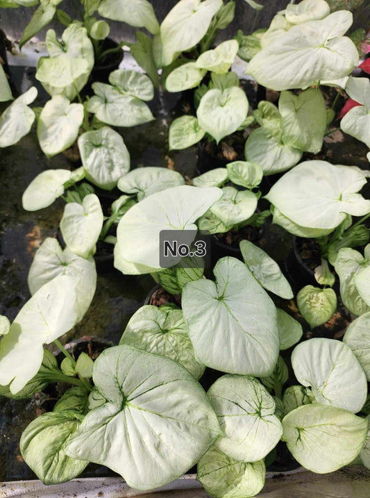 Caladium Bulbs (Different Colors)