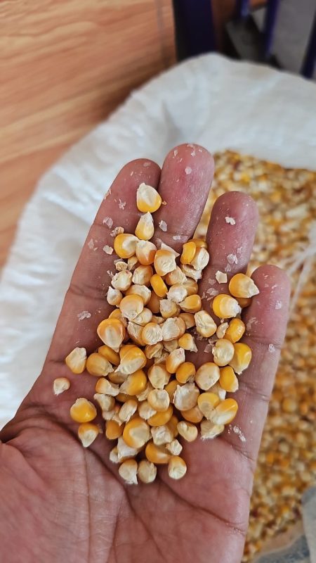 Local Corn Seeds  Pack of 50 | Traditional High-Yield Desi Variety