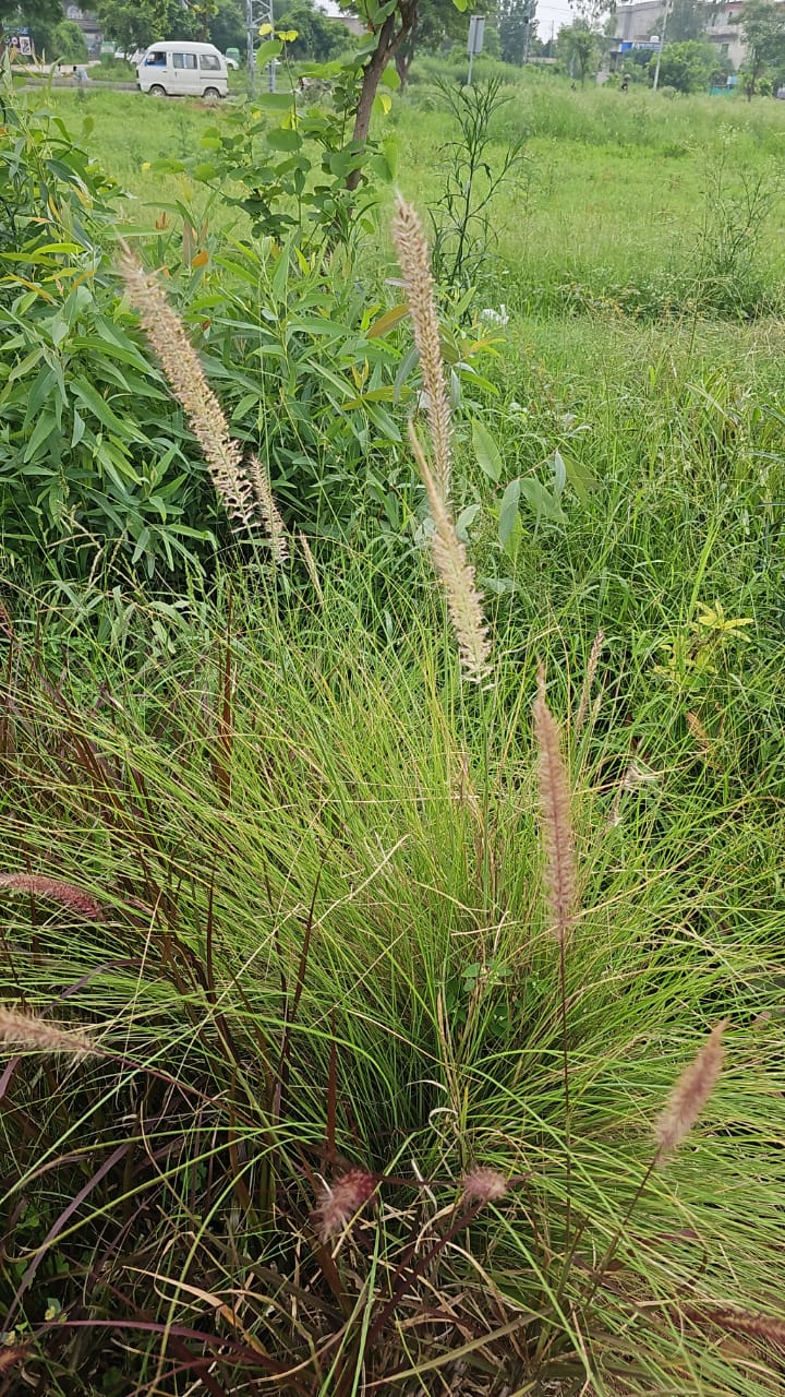 Elegant White Pampas Grass  Classic Charm for Your Garden