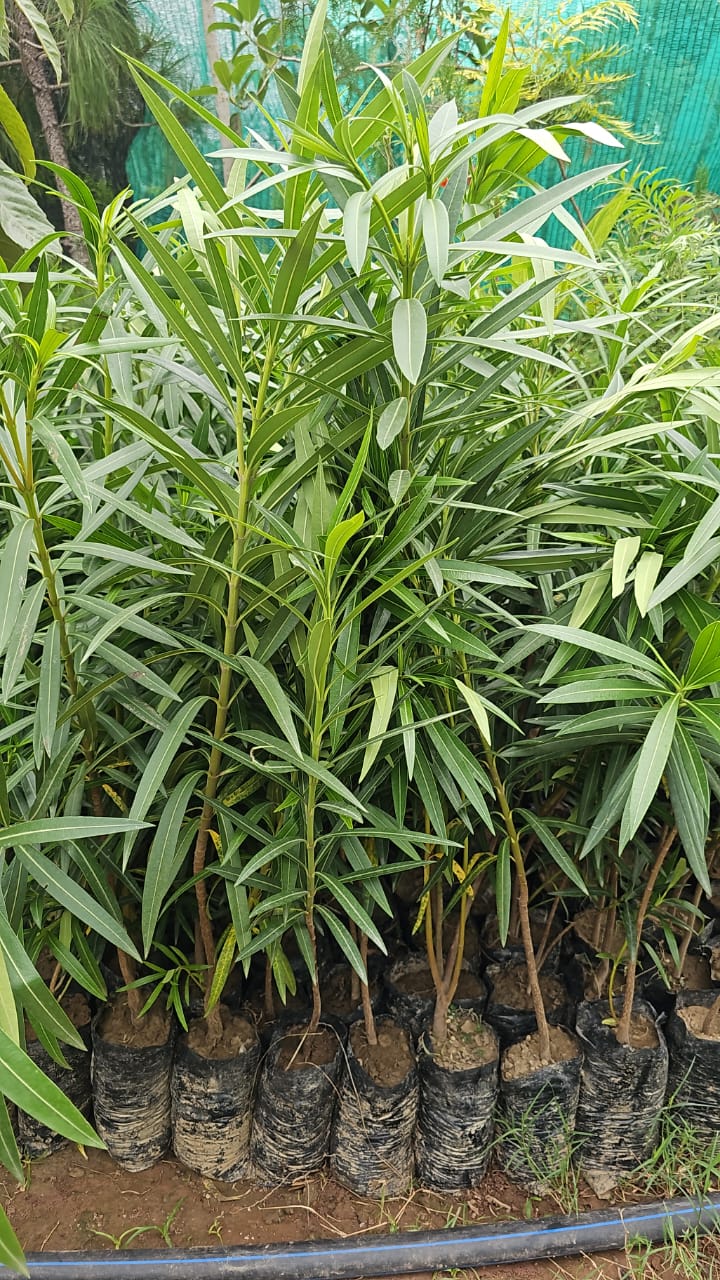 Kaner (Oleander) Plant  Hardy, Colorful & Garden-Ready