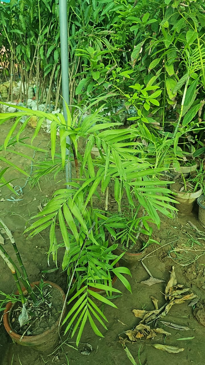 Golden Palm  Tropical Elegance for Your Garden