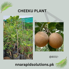 Cheeku (Sapodilla) Plant  Sweet Tropical Fruit Tree
