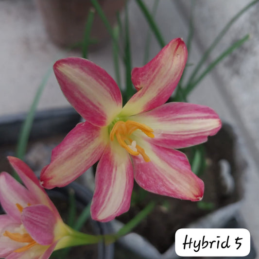 2-Toned Rain Lily Bulbs (Hybrid 05)– Premium Bi-Color Collection